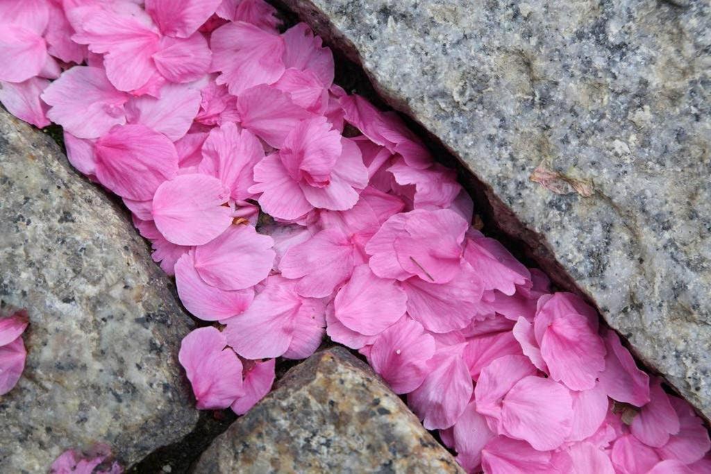Vila Jizo-An Kjóto Exteriér fotografie